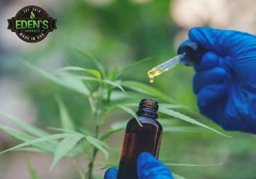 CBD oil being extracted from hemp plants