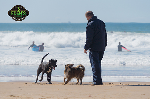 Man on beach walking his dogs for exercise