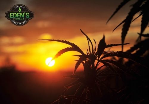 THC bearing hemp plants at sunset 