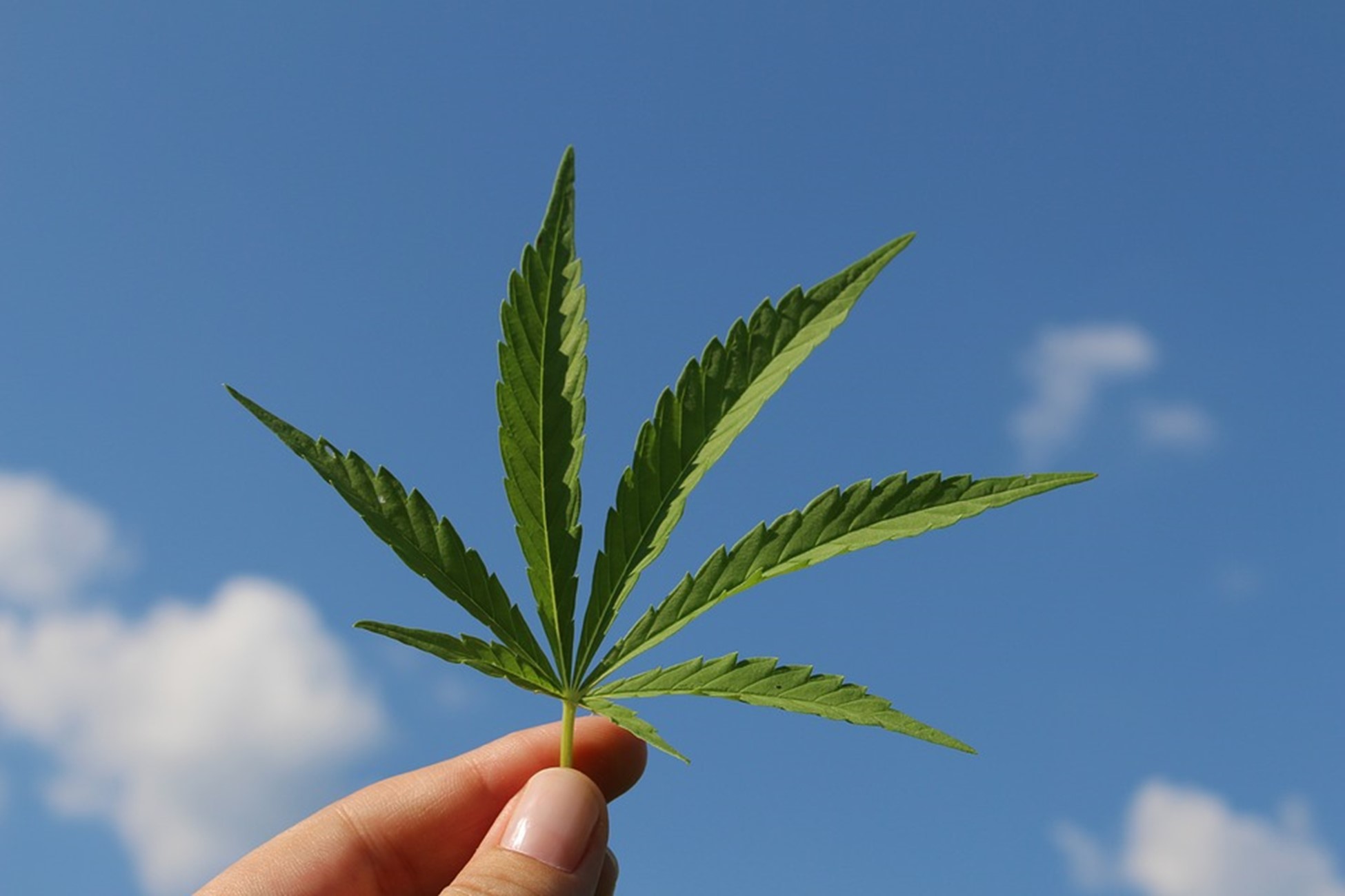 Leaf from a cannabis plant