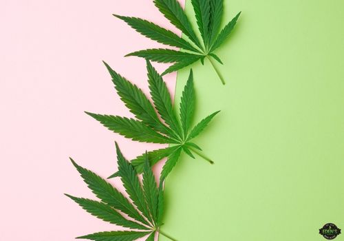 hemp leaves with pink and green background