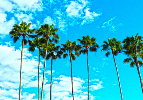 Palm trees with blue cloudy sky behind them