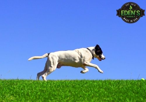 little white dog running through the green grass