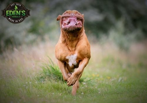 dog running through field with mouth wide open