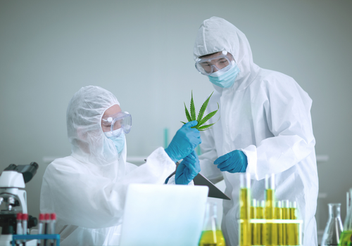 Scientists studying cannabis in a laboratory