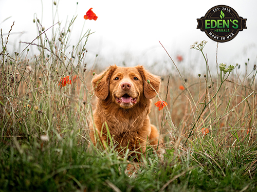 Happy and healthy dog running through field of flowers