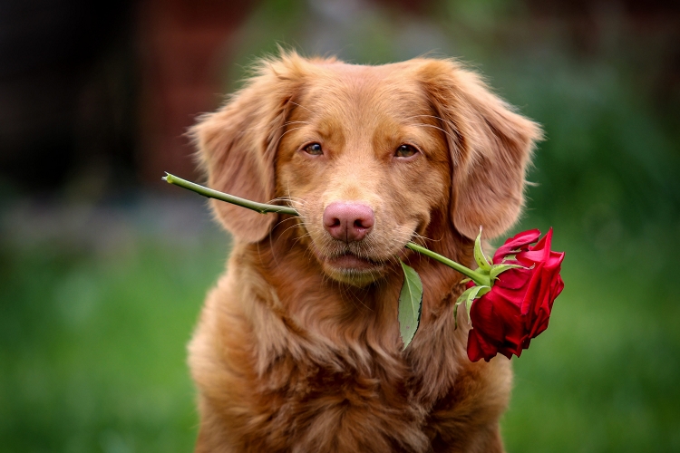 Dog with flower in mouth
