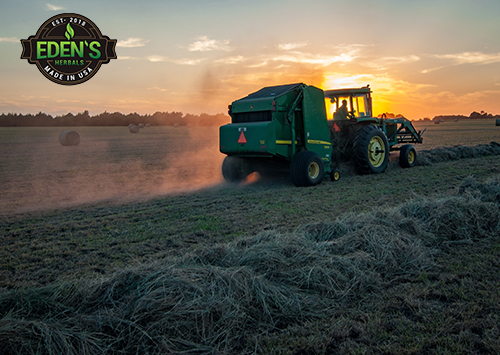 Tractor harvesting all natural hemp at sunset