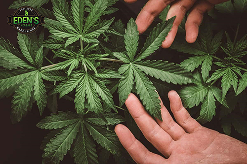 Hemp leaves with hand grabbing one