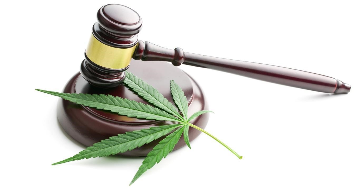 Legal gavel with hemp plant leaf