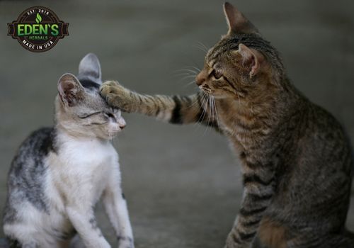 Two cats one is putting his paw on the others head as if he was petting him