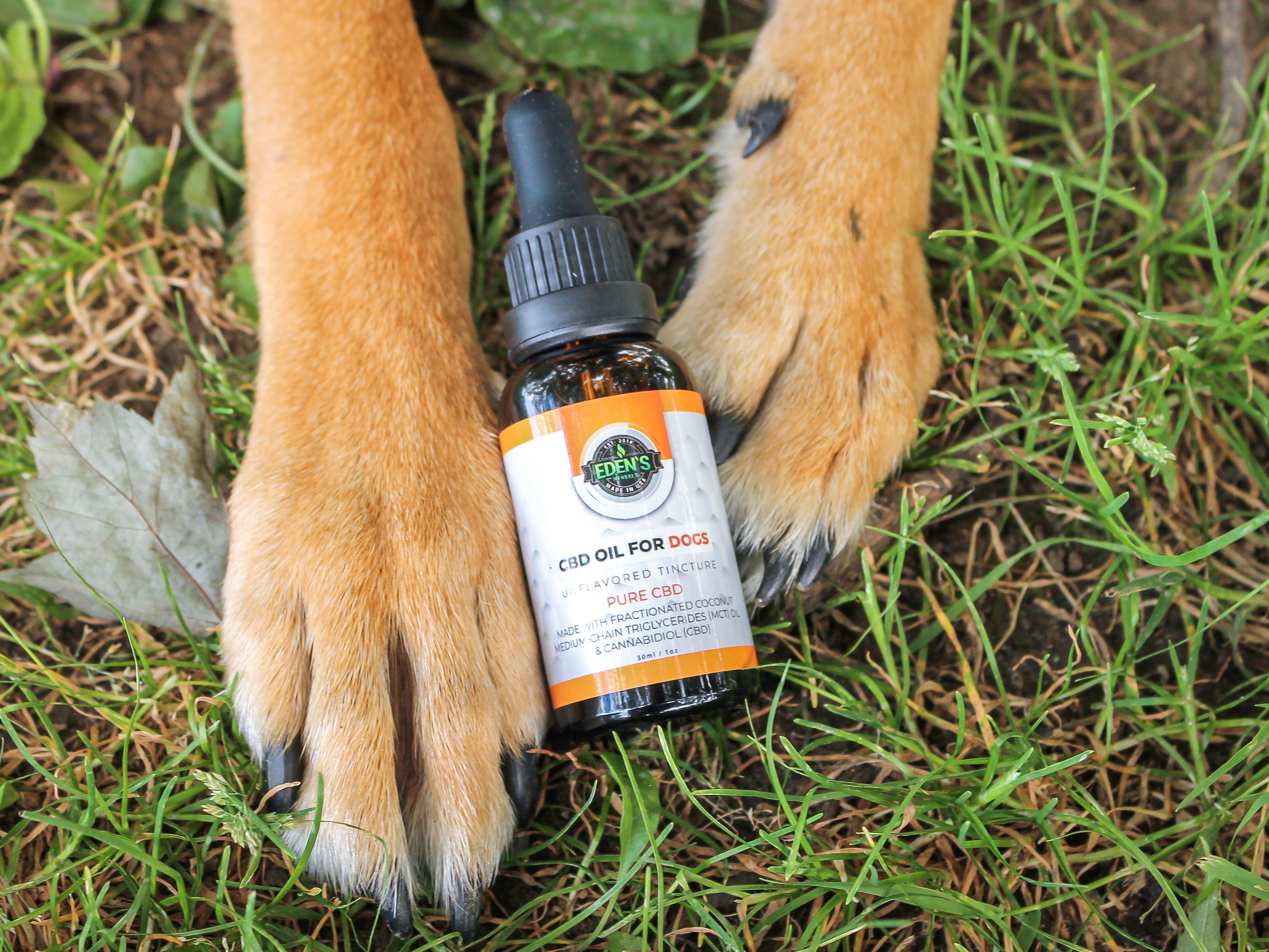 dog holding eden's herbals cbd oil in his paws