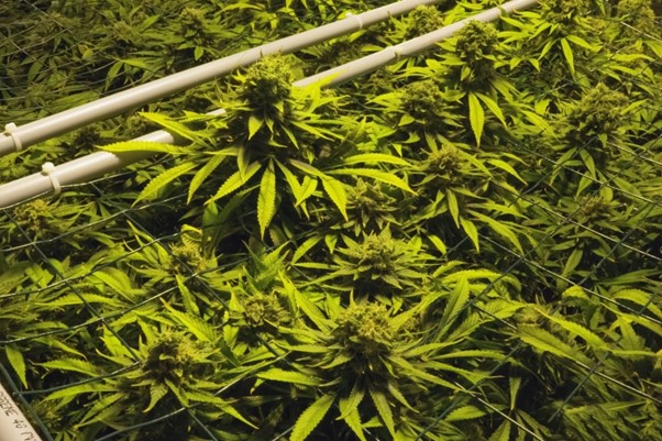 Cannabis plants held down by mesh wiring
