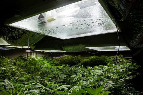 Cannabis plants with large light overhead