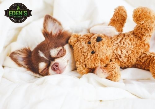 Dog sleeping peacefully with stuffed animal after being given CBD