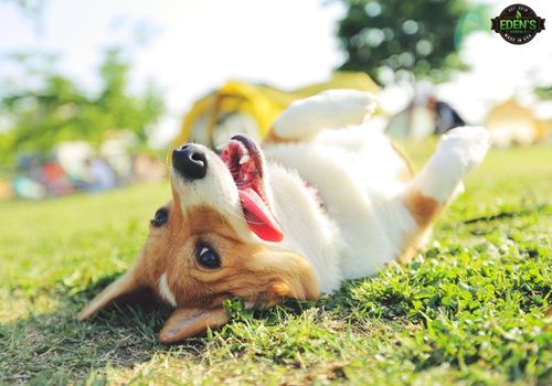 cute playful dog rolling around in grass with tongue hanging out