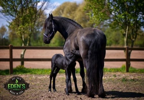 horse and its baby standing in field