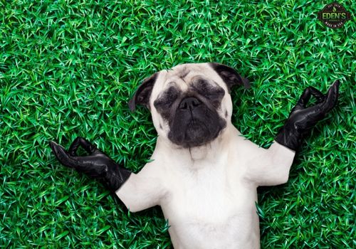 cute pug dog with fake gloves showing relaxation