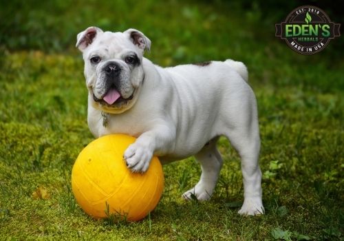 little pug dog playing with big orange ball in a yard