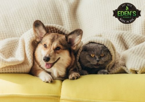 dog and cat laying under a blanket sticking their faces out