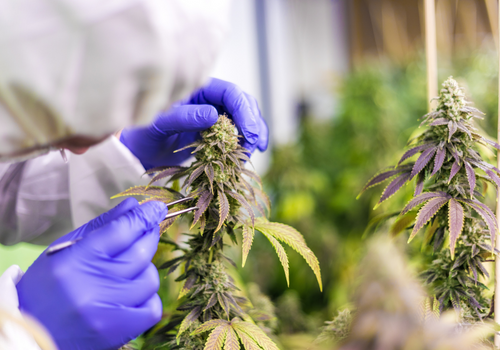 Scientist in lab coat pruning a cannabis plant
