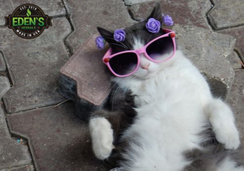 Cute cat wearing sunglasses and a flower head wrap