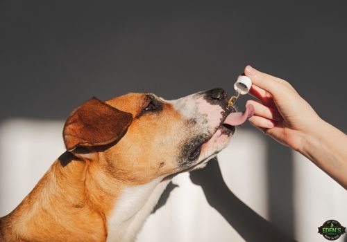 dog taking cbd oil dose from the dropper