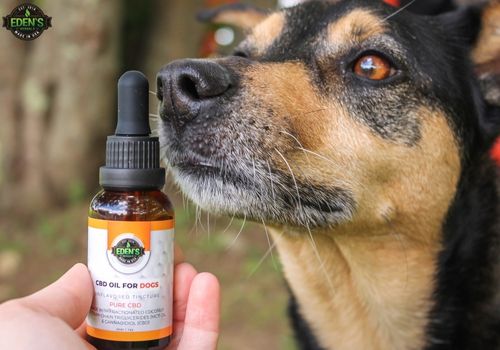 dog getting ready to take a dose of eden's herbals cbd oil