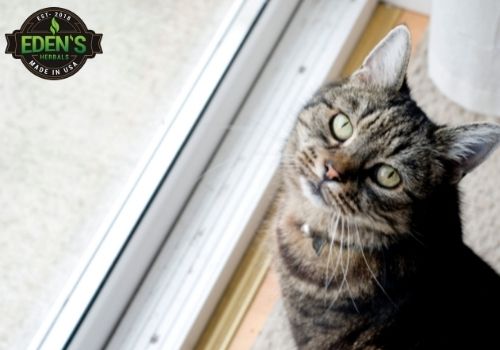 cat sitting at the window looking outside