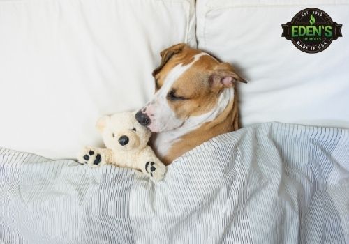 Dog sleeping in bed with his teddy bear