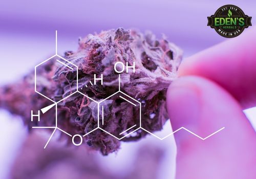 THC chemical compound infront of a purple hemp plant
