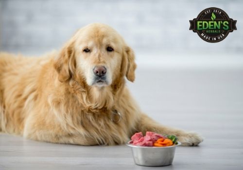 Golden lab dog laying on floor with food