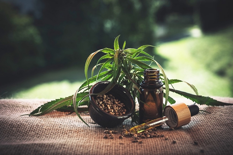 Cannabis plant next to a tincture of natural cbd oil
