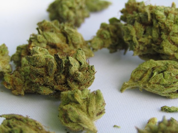 Cannabis plant on table