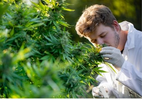 Researcher studying cannabis plant for medicinal benefits