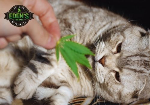 Cat being tickled by hemp leaf