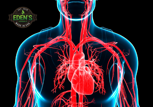 Xray of healthy cardiovascular functioning with CBD