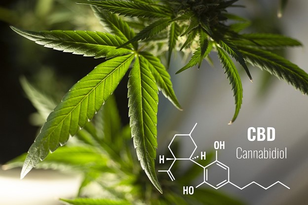 Cannabis plant with chemical symbol for cannabidiol 