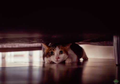 scared cat hiding under a bed