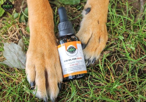 eden's herbals cbd oil for dogs on cute dog paws