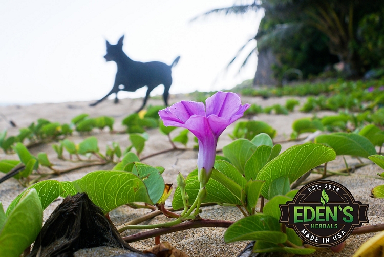 Dog running on beach with flower in foreground