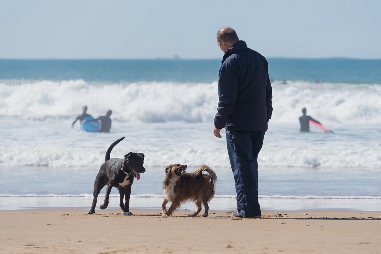 Man and two dogs enjoying the relaxing effect of CBD during beach day