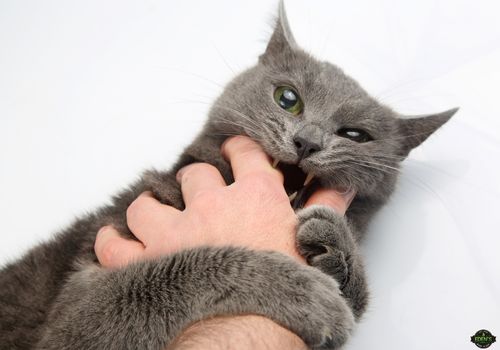 man holding cat in his hands and cat is about to bite him