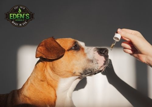 Dog getting dose of CBD oil from tincture dropper