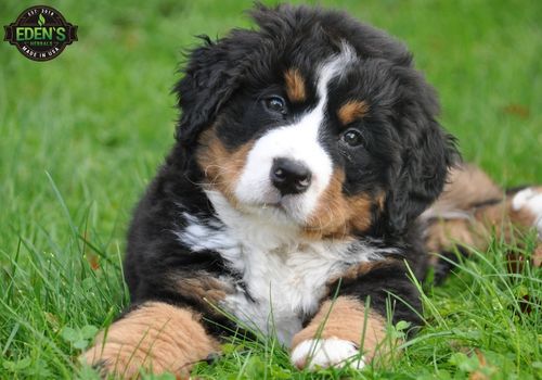 cute dog laying in the grass with his head on his paws