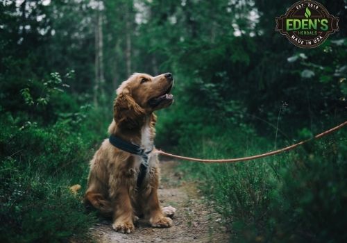 dog in the forest