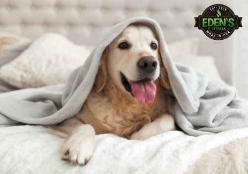 adorable lab dog sitting on couch sticking his head out of a blanket