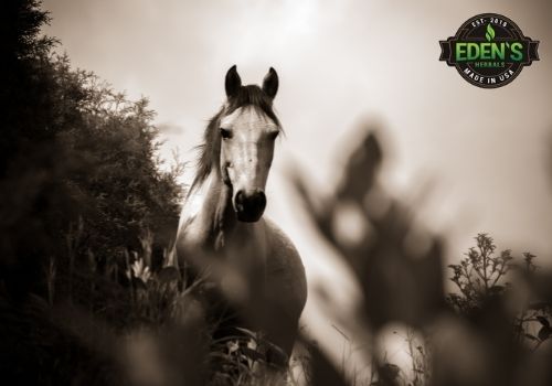 horses in black and white 