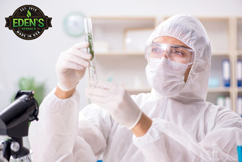 scientist in laboratory with vial full of hemp to extract cbd from