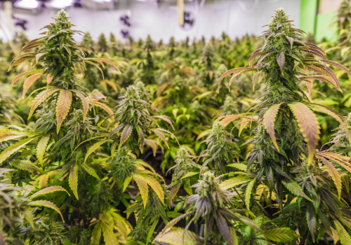 Greenhouse full of cannabis plants